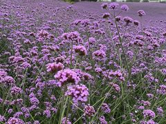 -紫颐香薰山谷景区