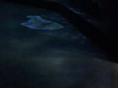 -暹罗海洋世界