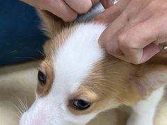 -嘉馨宠物医院·CT影像转诊·心脏科·犬猫全科诊疗中心(下沙大学城院区)