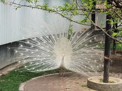 -成都动物园