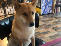 -柴源莊·柴小宠柴犬咖啡
