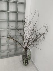 -安那般那皮肤年轻化ANAPANA