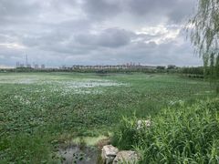 -天津东丽湖风景区