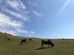 -大姆山草场