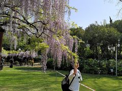 -嘉定紫藤园