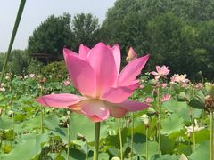 -东郊湿地公园