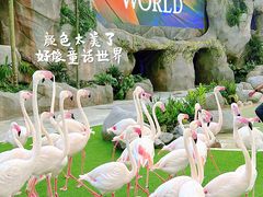 -新加坡飞禽公园