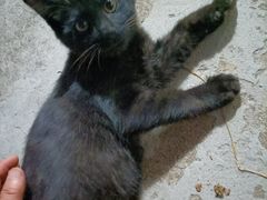 -宠福鑫康馨动物医院·骨科·眼科