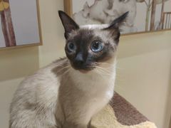 -猫和宫(六道口店)