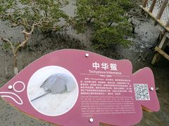 -北海金海湾红树林生态旅游区