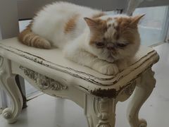 -共舞时光猫咖·狗咖(新街口店)