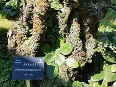 -深圳仙湖植物园