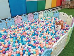 -汪说喵讲宠物乐园宠物酒店(红星美凯龙店)