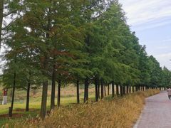 -羊亭河湿地公园