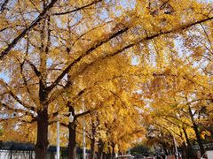 -三里屯东五街银杏大道