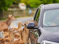 -常州淹城野生动物世界