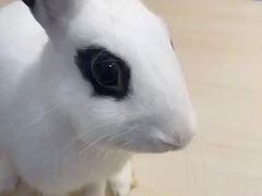 -邦泰·异宠动物医院