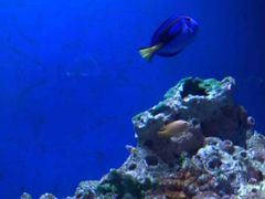 -海合安武汉极地海洋公园