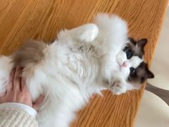 -安安宠医·臻爱宠物医院·宠保定点(营门口路分院)