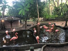 -清迈夜间动物园