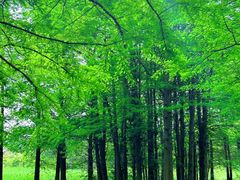 -溱湖国家湿地公园