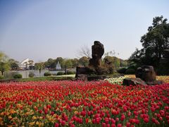 -上海鲜花港