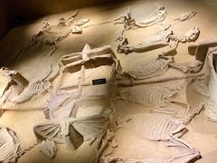 -洛阳周王城天子驾六博物馆