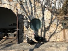 -南宫五洲植物乐园