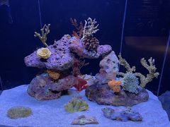 -上海海洋水族馆