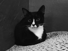 -猫猫幼稚园·撸猫·桌游·电玩