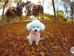 -超宠爱宠物摄影-Super pet