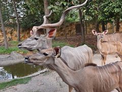 -清迈夜间动物园