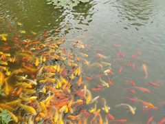 -武汉紫薇都市田园