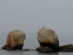 -八沟羊汤(河北大街店)