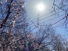 -桃花堤公园