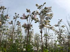 -洪湖湿地生态园