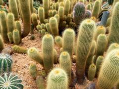 -深圳仙湖植物园