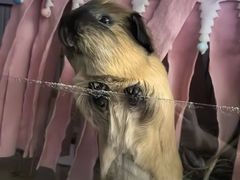 -北京观赏动物医院·24小时大型综合·猫专科·异宠专科