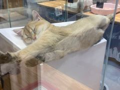 -狗道宠物(常熟印象城店)