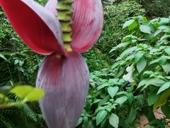 -中国科学院华南植物园