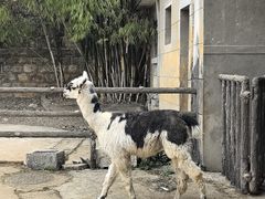 -昆明动物园