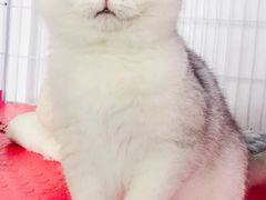 -东方名猫馆·英短金渐层布偶猫舍(环线广场1号楼店)