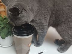 -猫咪派对(江南西店)
