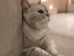 -猫儿山۰猫主题餐厅