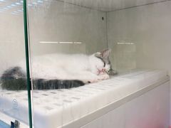 -lincat·猫舍(广州店)