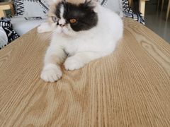 -平行世界·猫咖(首经贸店)