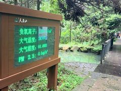 -天目山大树王景区
