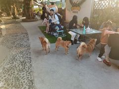 -柴犬高等学院·狗咖·柴犬售卖·宠物训练