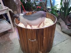 -正佳雨林生态植物园