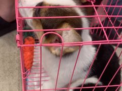 -宠颐生汉谟拉比宠物医院